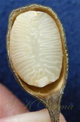  L.S.Fruit